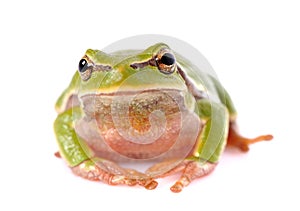 Frog isolated on white background