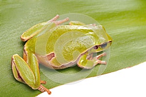 Frog isolated on white background