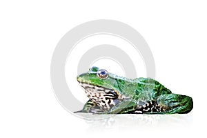 frog isolated on white background