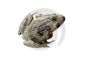 A frog isolated white background