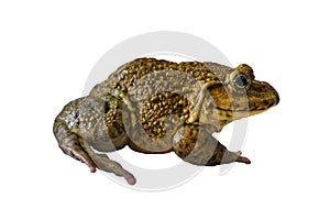 A frog isolated on white background. Rana rugulosa Wiegmann is a species of frog that is commonly cultivated for food.