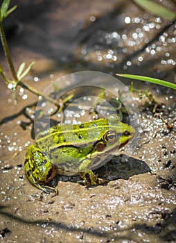 Frog in its natural environment .