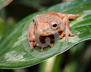Frog in jump position on a green leaf