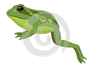 Frog jumping animation icon. Sequences or footage for motion design. Cartoon toad jumping, animal movement concept. Frog