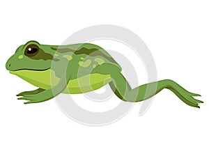 Frog jumping animation icon. Sequences or footage for motion design. Cartoon toad jumping, animal movement concept. Frog