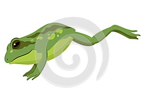 Frog jumping animation icon. Sequences or footage for motion design. Cartoon toad jumping, animal movement concept. Frog