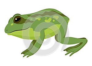 Frog jumping animation icon. Sequences or footage for motion design. Cartoon toad jumping, animal movement concept. Frog