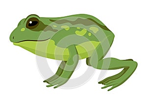 Frog jumping animation icon. Sequences or footage for motion design. Cartoon toad jumping, animal movement concept. Frog