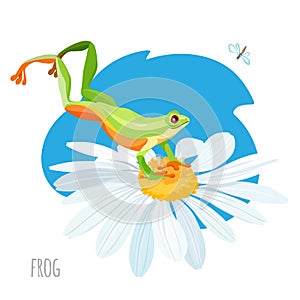 Frog jumping on chamomile flower vector sketch drawing