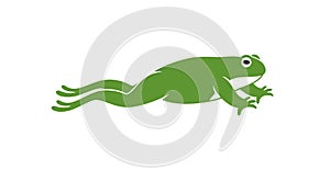 Frog jumping. Isolated frog jumping on white background