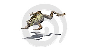 Frog jumps forward with shadow on the floor