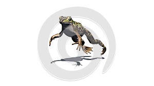 Frog jumps with shadow on the floor