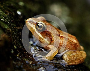 Frog juvenil Rana arvalis photo