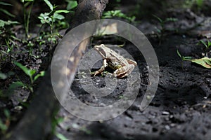 Frog in Kampinos National Park photo