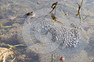 Frog in a lake with spawn