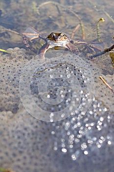 Frog in a lake with spawn