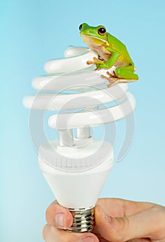 Frog on lamp