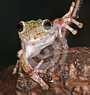 Frog with large eyes