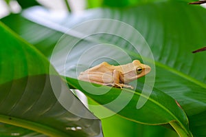 Frog on a large leaf