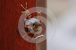 a frog late at night