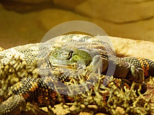 a frog is laying on a rock in the sun as it rests on top of