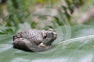 Frog on a leaf