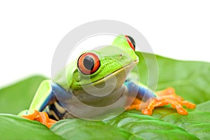 Frog on a leaf