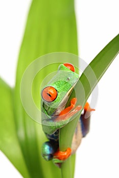 Frog on a leaf