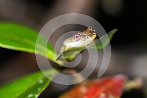 Frog on a leaf