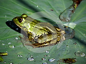 Frog on leaf