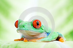 Frog on a leaf close up