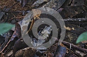 Is it a frog or a leaf? Curious frog in the Amazon region