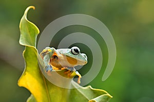 Frog on leaf dumpy frog