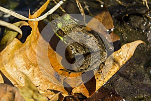 Frog on Leaf