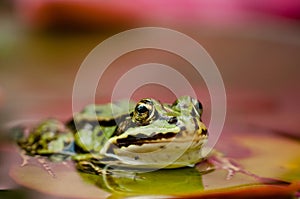 Frog on a leaf - gardem water frog