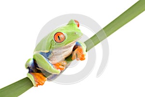 Frog on a leaf isolated