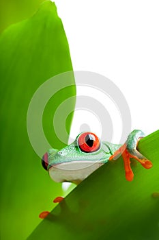 Frog on a leaf isolated white