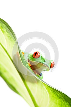 Frog on a leaf isolated white