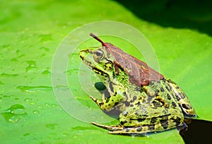 A frog with a leaf on its back sits on a leaf of a water lily on a lake in the middle of a forest on a warm, sunny summer day
