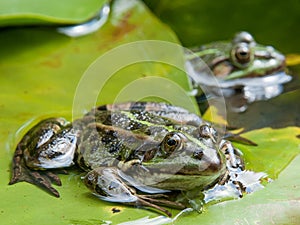 Frog