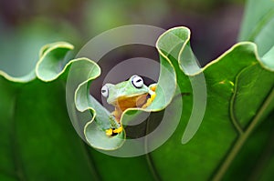 Frog on a leaf, tree frog, flying frog,