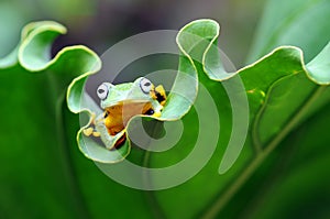 Frog on a leaf, tree frog, flying frog,