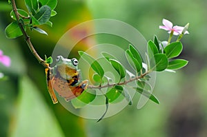 Frog on a leaf, tree frog, flying frog,