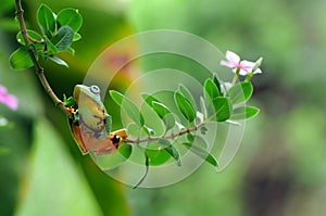 Frog on a leaf, tree frog, flying frog,