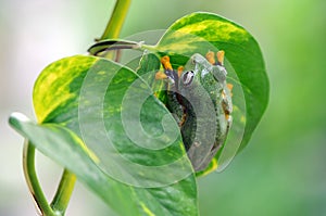 Frog on a leaf, tree frog, flying frog,