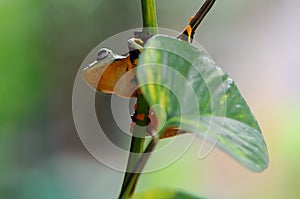 Frog on a leaf, tree frog, flying frog,