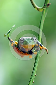 Frog on a leaf, tree frog, flying frog,