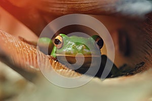 Frog on leaf,tree frog