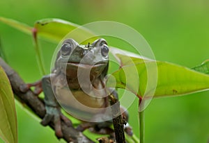 Frog on leaf,tree frog