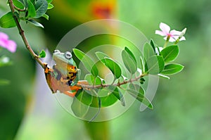 Frog on a leaf, tree frog, flying frog,